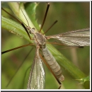 Tipula sp - Schnake 09b.jpg